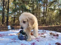 LEE, a male Golden Retriever for sale in Pittsburg, TX – Photo 5 of 10
