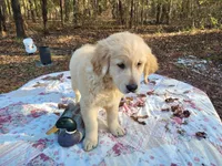 LEE, a male Golden Retriever for sale in Pittsburg, TX – Photo 8 of 10