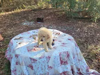 LEE, a male Golden Retriever for sale in Pittsburg, TX – Photo 9 of 10