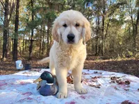 LEE, a male Golden Retriever for sale in Pittsburg, TX – Photo 4 of 10