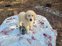 LEE, a male Golden Retriever for sale in Pittsburg, TX – Photo 3 of 10