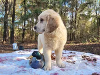 LEE, a male Golden Retriever for sale in Pittsburg, TX – Photo 6 of 10