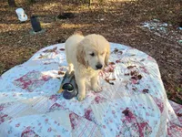 LEE, a male Golden Retriever for sale in Pittsburg, TX – Photo 2 of 10
