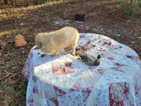 LEE, a male Golden Retriever for sale in Pittsburg, TX – Photo 10 of 10