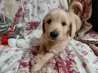 MAX, a male Golden Retriever for sale in Pittsburg, TX – 7 of 10