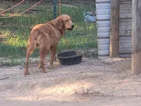 Pluto AND Jupiter, a male Golden Retriever for sale in Pittsburg, TX – Photo 4 of 5