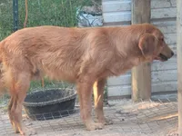 Pluto AND Jupiter, a male Golden Retriever for sale in Pittsburg, TX – Photo 2 of 5
