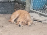 Pluto AND Jupiter, a male Golden Retriever for sale in Pittsburg, TX – Photo 5 of 5
