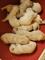 GOLDEN RETRIEVER PUPPIES FEMAL, a female Golden Retriever for sale in Pittsburg, TX – Photo 4 of 6