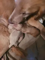 GOLDEN RETRIEVER PUPPIES FEMAL, a female Golden Retriever for sale in Pittsburg, TX – Photo 5 of 6