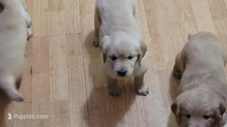 GOLDEN RETRIEVER PUPPIES FEMAL