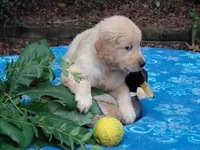 ASHUR, a male Golden Retriever for sale in Pittsburg, TX – 4 of 9