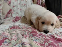 COOPER, a male Golden Retriever for sale in Pittsburg, TX – 7 of 10