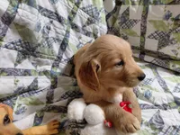 Venus, a female Golden Retriever for sale in Pittsburg, TX – 7 of 10