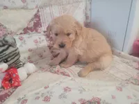 Katrina, a female Golden Retriever for sale in Pittsburg, TX – Photo 9 of 10