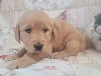 Katrina, a female Golden Retriever for sale in Pittsburg, TX – Photo 4 of 10