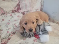 Katrina, a female Golden Retriever for sale in Pittsburg, TX – Photo 6 of 10