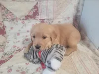 Katrina, a female Golden Retriever for sale in Pittsburg, TX – Photo 10 of 10