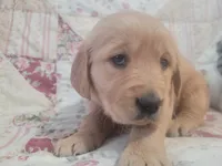 Katrina, a female Golden Retriever for sale in Pittsburg, TX – Photo 8 of 10