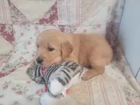 Katrina, a female Golden Retriever for sale in Pittsburg, TX – Photo 7 of 10