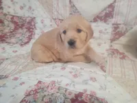 Katrina, a female Golden Retriever for sale in Pittsburg, TX – Photo 2 of 10