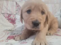 Katrina, a female Golden Retriever for sale in Pittsburg, TX – Photo 1 of 10