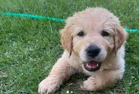 YODA, a male Golden Retriever for sale in Pittsburg, TX – Photo 1 of 2