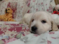 COOPER, a male Golden Retriever for sale in Pittsburg, TX – 8 of 10