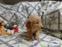 Venus, a female Golden Retriever for sale in Pittsburg, TX – 8 of 10