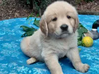 Venus, a female Golden Retriever for sale in Pittsburg, TX – 3 of 8