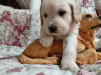 COOPER, a male Golden Retriever for sale in Pittsburg, TX – 9 of 10