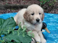 ASHUR, a male Golden Retriever for sale in Pittsburg, TX – 9 of 9