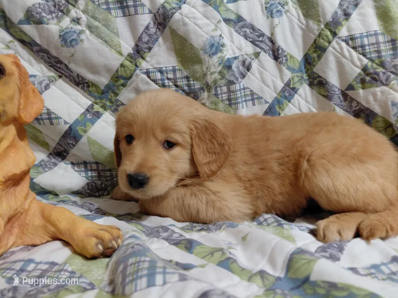 Venus – Golden Retriever puppy for sale in Pittsburg, TX
