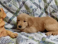 Venus, a female Golden Retriever for sale in Pittsburg, TX – 1 of 10