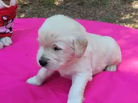 CLEOPATRA, a female Golden Retriever for sale in Pittsburg, TX – Photo 1 of 10