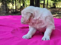 CLEOPATRA, a female Golden Retriever for sale in Pittsburg, TX – Photo 3 of 10