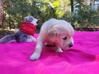 CLEOPATRA, a female Golden Retriever for sale in Pittsburg, TX – Photo 4 of 10