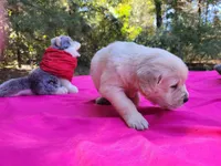 CLEOPATRA, a female Golden Retriever for sale in Pittsburg, TX – Photo 8 of 10