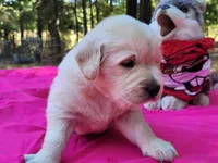 CLEOPATRA, a female Golden Retriever for sale in Pittsburg, TX – Photo 10 of 10