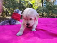 CLEOPATRA, a female Golden Retriever for sale in Pittsburg, TX – Photo 9 of 10