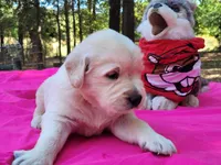 CLEOPATRA, a female Golden Retriever for sale in Pittsburg, TX – Photo 2 of 10