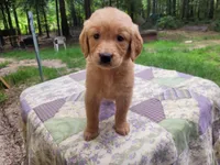 Bonnie, a female Golden Retriever for sale in Pittsburg, TX – Photo 7 of 9