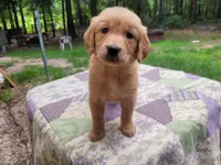 Bonnie, a female Golden Retriever for sale in Pittsburg, TX – Photo 9 of 9