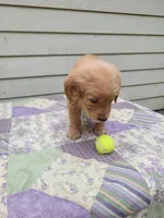 Bonnie, a female Golden Retriever for sale in Pittsburg, TX – Photo 6 of 9