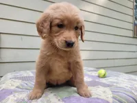 Bonnie, a female Golden Retriever for sale in Pittsburg, TX – Photo 5 of 9