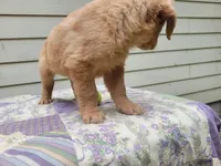 Bonnie, a female Golden Retriever for sale in Pittsburg, TX – Photo 4 of 9