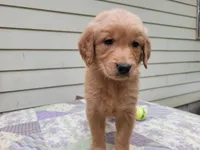 Bonnie, a female Golden Retriever for sale in Pittsburg, TX – Photo 1 of 9