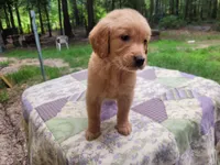 Bonnie, a female Golden Retriever for sale in Pittsburg, TX – Photo 8 of 9