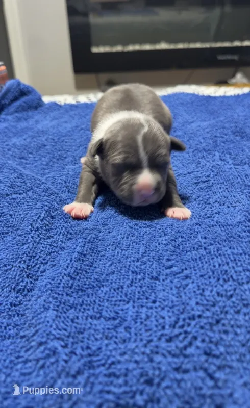 Gunna – American Pit Bull Terrier puppy for sale in Chicago Ridge, IL