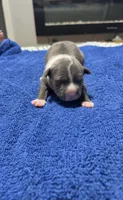 Gunna, a male American Pit Bull Terrier for sale in Chicago Ridge, IL – 1 of 1